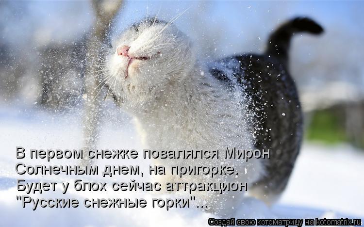 В первом снежке повалялся Мирон Солнечным днем, на пригорке. Будет у блох сейчас аттракцион "Русские ... Котоматрица: В первом снежке повалялся Мирон Солнечным днем, на пригорке. Будет у блох сейчас аттракцион "Русские снежные горки"...