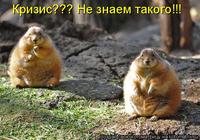 Котоматрица: Кризис??? Не знаем такого!!!