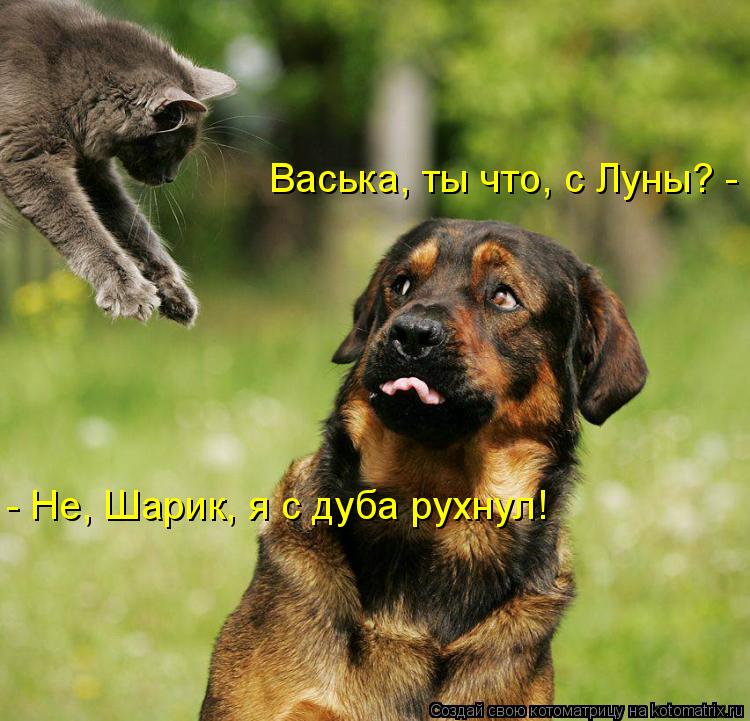 Котоматрица: Васька, ты что, с Луны? - - Не, Шарик, я с дуба рухнул!