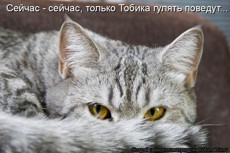 Котоматрица: Сейчас - сейчас, только Тобика гулять поведут...