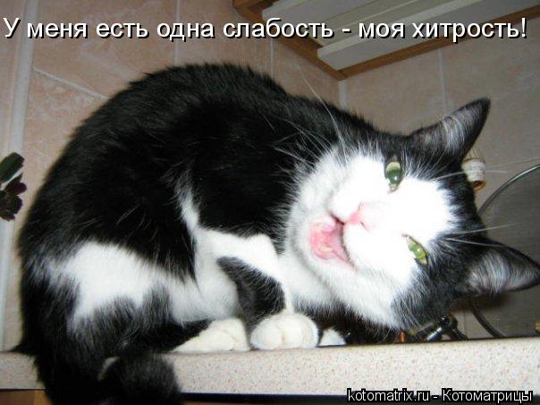 Котоматрица: У меня есть одна слабость - моя хитрость!