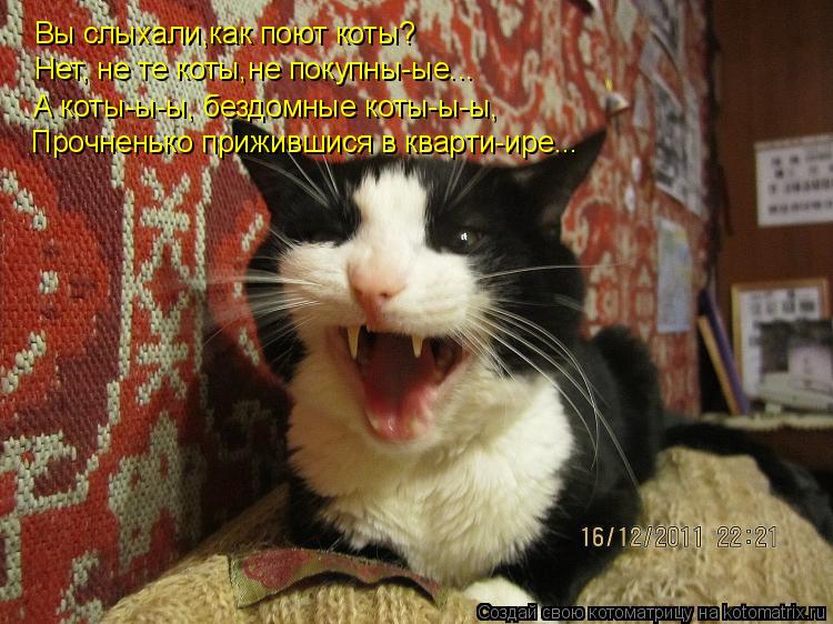 Котоматрица: Вы слыхали,как поют коты? Нет, не те коты,не покупны-ые... Прочненько прижившися в кварти-ире... А коты-ы-ы, бездомные коты-ы-ы,