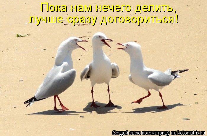 Котоматрица: Пока нам нечего делить,  лучше сразу договориться!
