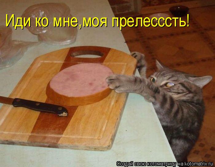 Котоматрица: Иди ко мне,моя прелесссть!