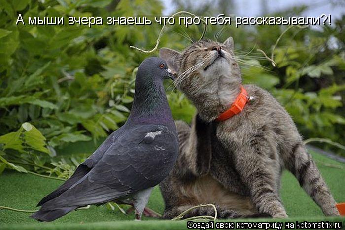 Котоматрица: А мыши вчера знаешь что про тебя рассказывали?!