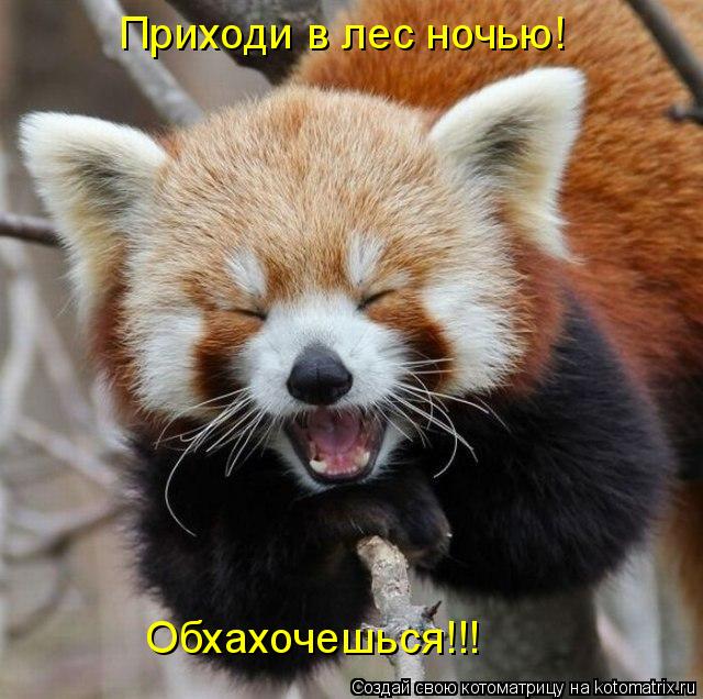 Котоматрица: Приходи в лес ночью! Обхахочешься!!!