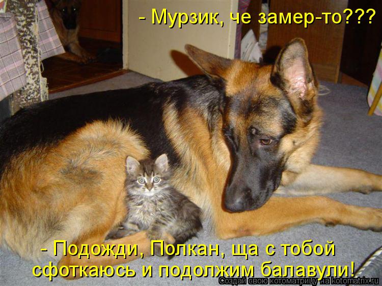 Котоматрица: - Мурзик, че замер-то???  - Подожди, Полкан, ща с тобой  сфоткаюсь и подолжим балавули!
