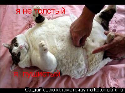 Котоматрица: я не толстый  я  пушистый