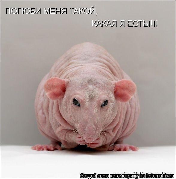 Котоматрица: ПОЛЮБИ МЕНЯ ТАКОЙ, КАКАЯ Я ЕСТЬ!!!!