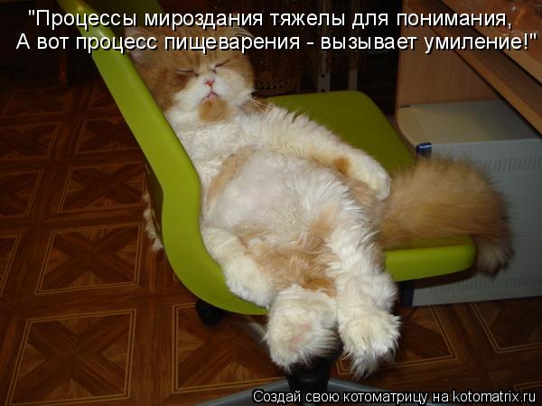 Котоматрица: "Процессы мироздания тяжелы для понимания, А вот процесс пищеварения - вызывает умиление!"