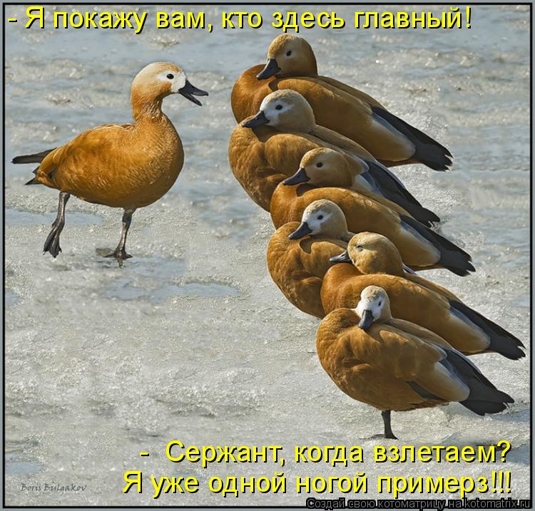 Котоматрица: Я уже одной ногой примерз!!!  -  Сержант, когда взлетаем? - Я покажу вам, кто здесь главный!