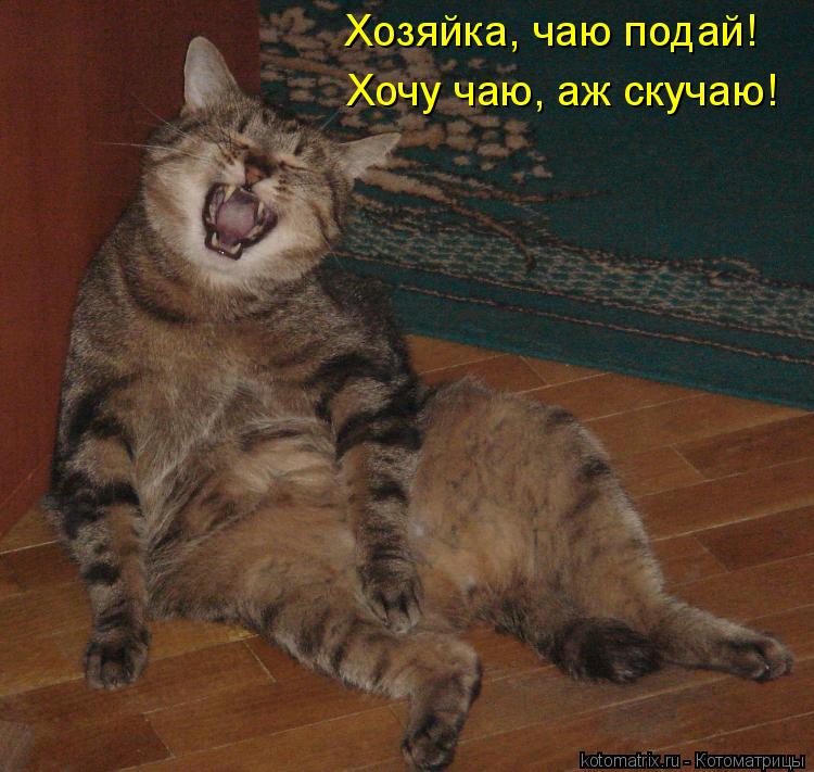 Хочу чаю, аж скучаю! Хозяйка, чаю подай!... Котоматрица: Хочу чаю, аж скучаю! Хозяйка, чаю подай!
