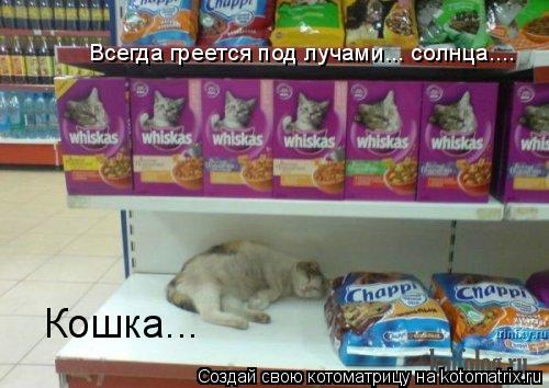 Котоматрица: Кошка... Всегда греется под лучами... солнца....