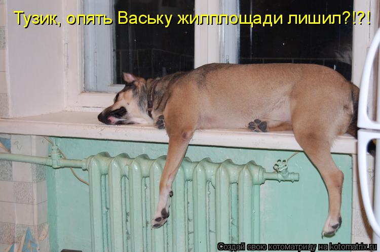 Котоматрица: Тузик, опять Ваську жилплощади лишил?!?!
