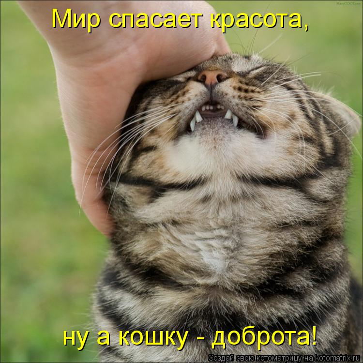 Котоматрица: Мир спасает красота, ну а кошку - доброта!