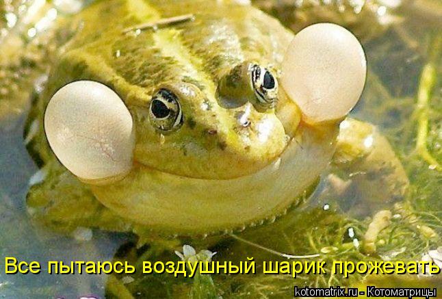 Котоматрица: Все пытаюсь воздушный шарик прожевать!