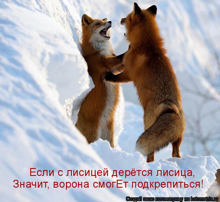 Котоматрица: Если с лисицей дерётся лисица, Значит, ворона смогЕт подкрепиться!