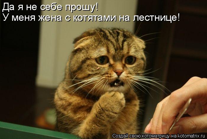 Котоматрица: Да я не себе прошу! У меня жена с котятами на лестнице!