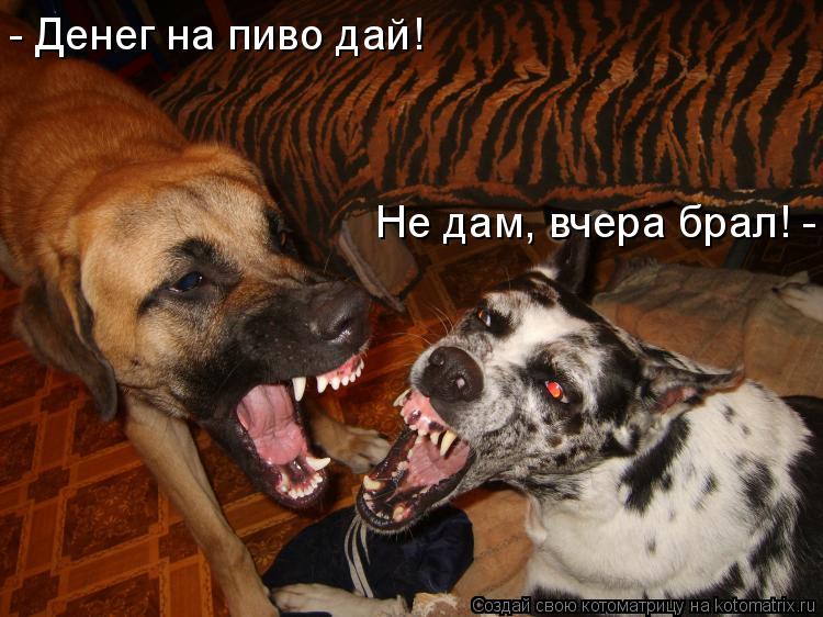 Котоматрица: - Денег на пиво дай!  Не дам, вчера брал! -