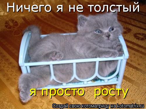 Котоматрица: Ничего я не толстый я просто  росту