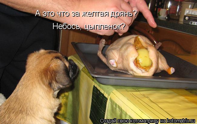 Котоматрица: А это что за желтая дрянь?  Небось, цыпленок?