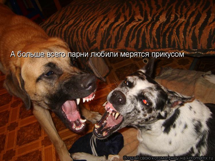 Котоматрица: А больше всего парни любили мерятся прикусом