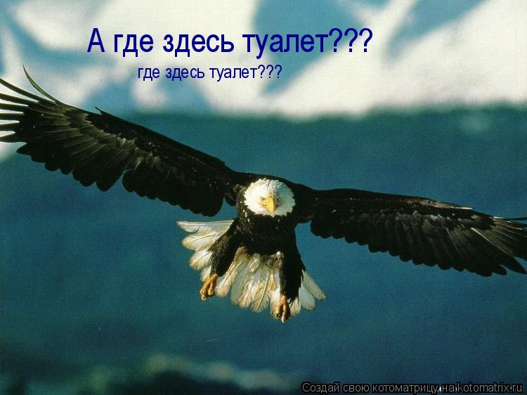 Котоматрица: где здесь туалет??? А где здесь туалет???