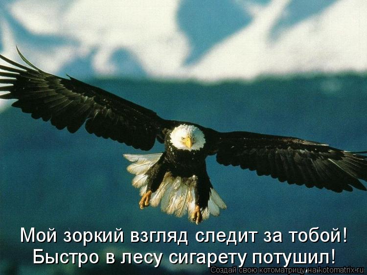 Котоматрица: Быстро в лесу сигарету потушил! Мой зоркий взгляд следит за тобой!