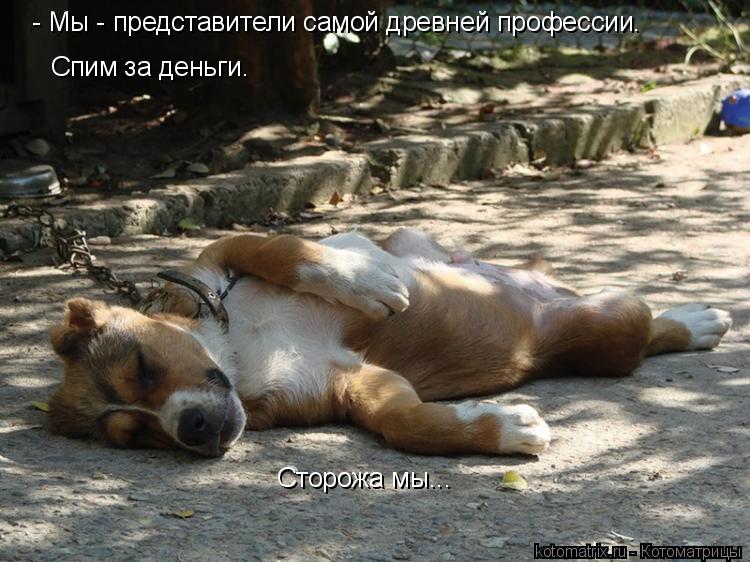 Котоматрица: - Мы - представители самой древней профессии.  Спим за деньги. Сторожа мы...