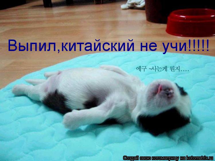 Котоматрица: Выпил,китайский не учи!!!!!