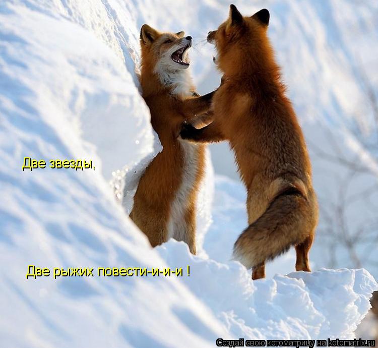 Котоматрица: Две звезды,  Две рыжих повести-и-и-и !