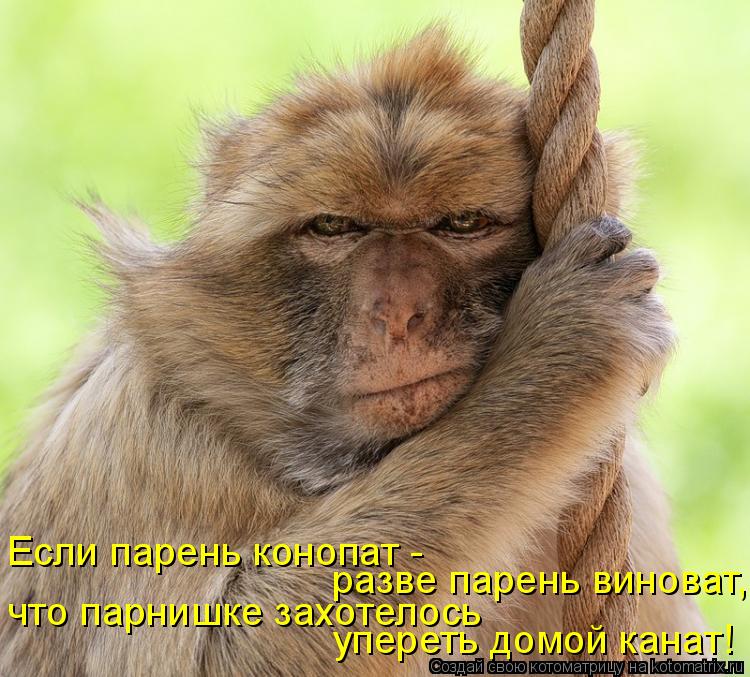 Котоматрица: упереть домой канат! что парнишке захотелось   разве парень виноват, Если парень конопат -