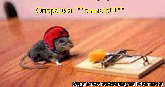 Котоматрица: Операция  """сыыыр!!!"""