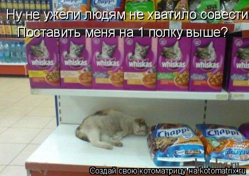 Котоматрица: Ну не ужели людям не хватило совести Поставить меня на 1 полку выше?