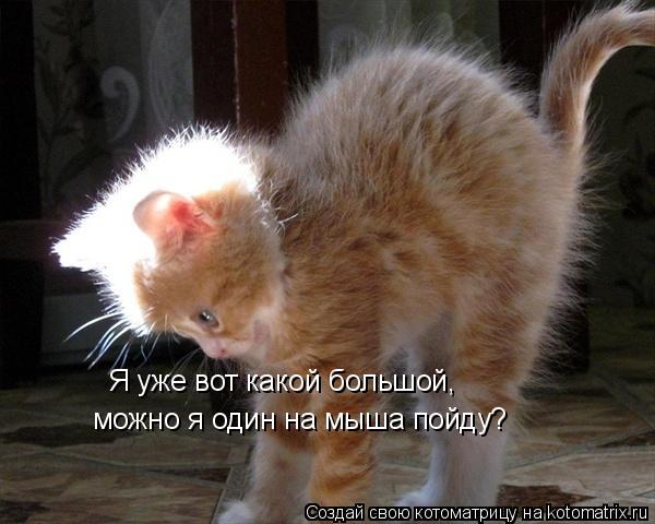Котоматрица: Я уже вот какой большой, можно я один на мыша пойду?