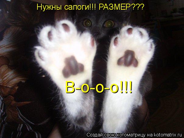 Нужны сапоги!!! РАЗМЕР??? В-о-о-о!!!... Котоматрица: Нужны сапоги!!! РАЗМЕР??? В-о-о-о!!!