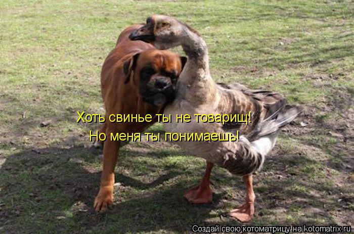 Котоматрица: Хоть свинье ты не товарищ! Но меня ты понимаешь!