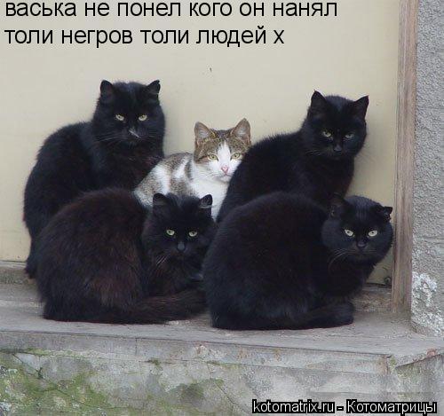 Котоматрица: толи негров толи людей х васька не понел кого он нанял