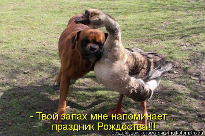 Котоматрица: - Твой запах мне напоминает... праздник Рождества!!!