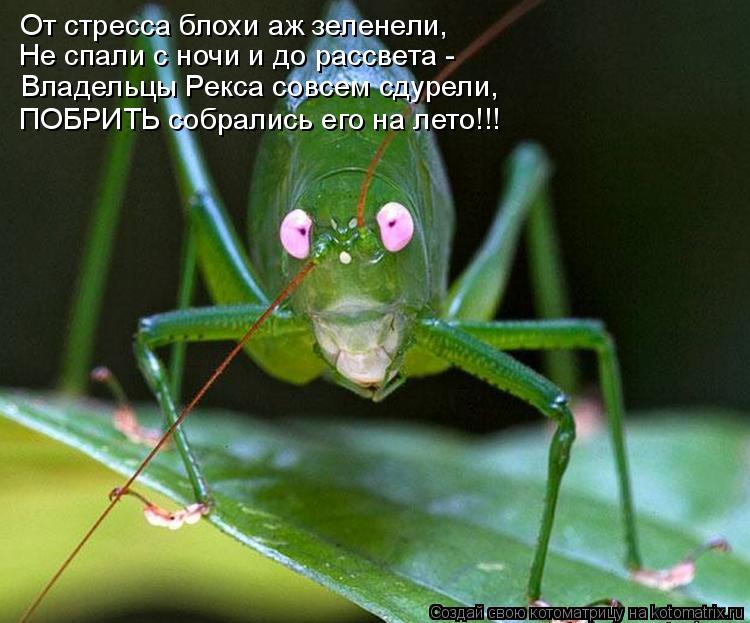От стресса блохи аж зеленели, Не спали с ночи и до рассвета - Владельцы Рекса совсем сдурели, ПОБРИТЬ... Котоматрица: От стресса блохи аж зеленели, Не спали с ночи и до рассвета - Владельцы Рекса совсем сдурели, ПОБРИТЬ собрались его на лето!!!