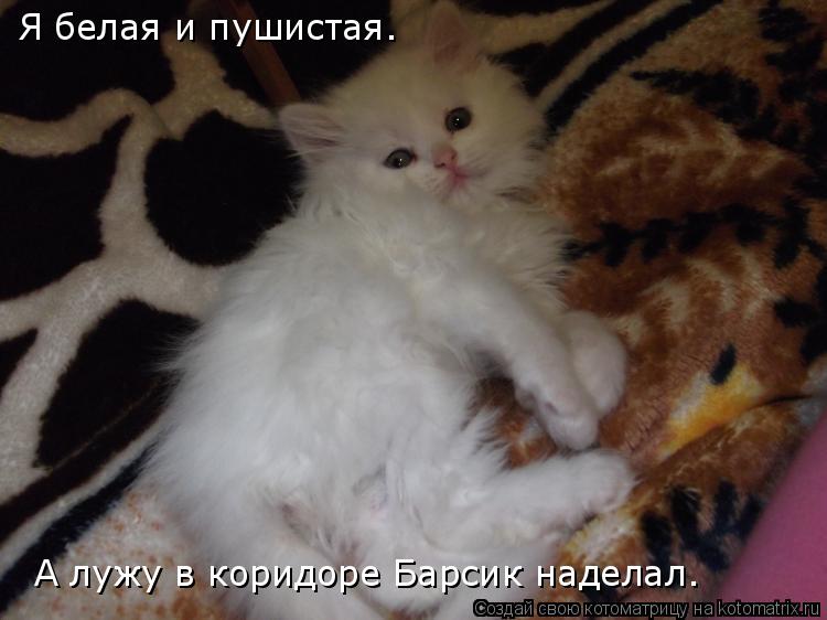 Котоматрица: Я белая и пушистая.  А лужу в коридоре Барсик наделал.