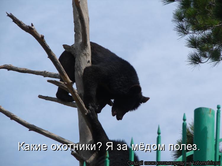 Котоматрица: Какие охотники? Я за мёдом полез.