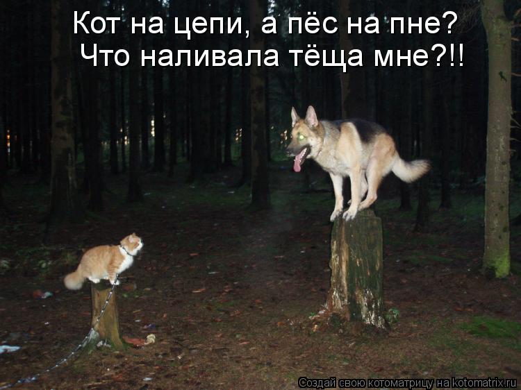 Котоматрица: Кот на цепи, а пёс на пне? Что наливала тёща мне?!!