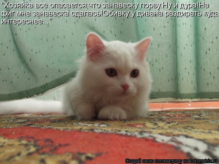 Котоматрица: "Хозяйка всё опасается,что занавеску порву.Ну и дура!На фиг мне занавеска сдалась!Обивку у дивана раздирать куда интереснее..."