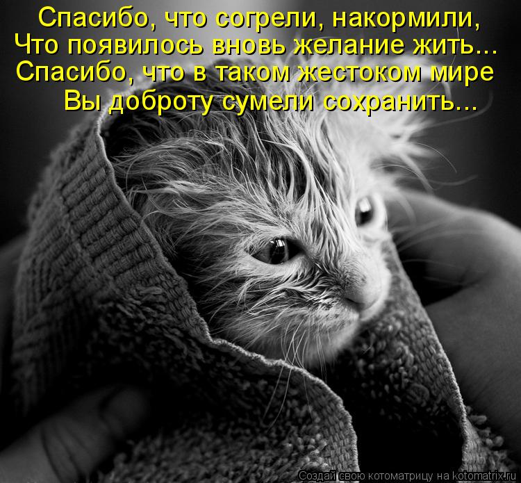Спасибо, что согрели, накормили, Что появилось вновь желание жить... Спасибо, что в таком жестоком ми... Котоматрица: Спасибо, что согрели, накормили, Что появилось вновь желание жить... Спасибо, что в таком жестоком мире Вы доброту сумели сохранить...