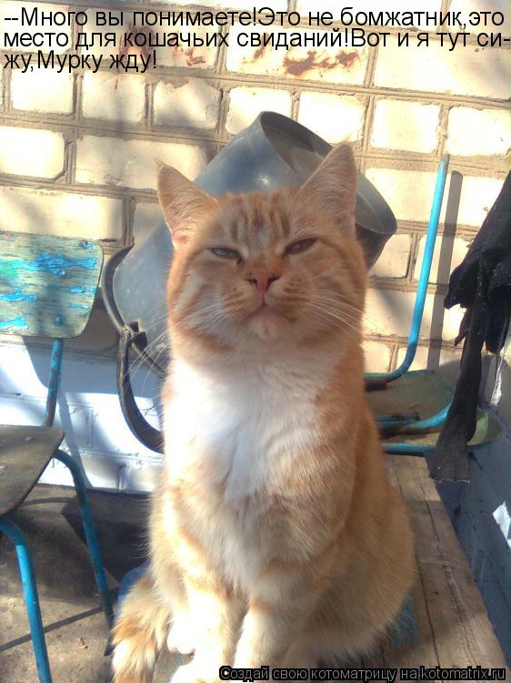 Котоматрица: --Много вы понимаете!Это не бомжатник,это место для кошачьих свиданий!Вот и я тут си- жу,Мурку жду!