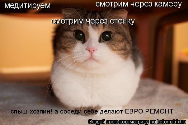 Котоматрица: медитируем смотрим через камеру смотрим через стенку слыш хозяин! а соседи себе делают ЕВРО РЕМОНТ