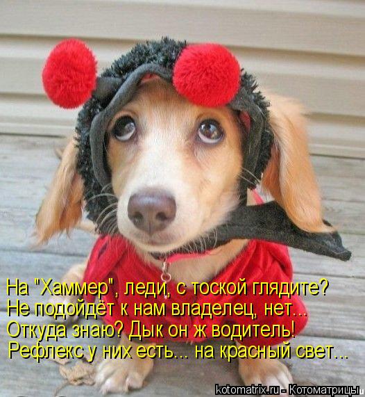 На "Хаммер", леди, с тоской глядите? Не подойдёт к нам владелец, нет... Откуда знаю? Дык он ж водител... Котоматрица: На "Хаммер", леди, с тоской глядите? Не подойдёт к нам владелец, нет... Откуда знаю? Дык он ж водитель! Рефлекс у них есть... на красный свет...
