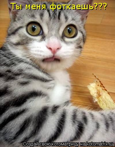 Котоматрица: Ты меня фоткаешь???