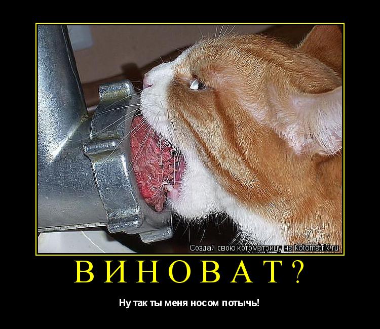 Котоматрица: Виноват? Ну так ты меня носом потычь!